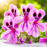 Citronella Geranium Plant Live, Fragrant Herb Plant, 4-6 Inch Tall