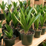 Orange Clivia Miniata Live Plant, Clivia Miniata Lily, 6 Inch Pot