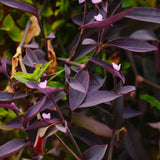 4 Purple Wandering Jew Live Plants, Indoor Houseplant, 4-8 Inch Tall