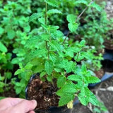 Mint Herb Live Plant, Fragrant Culinary Herb, 2-3 Inch Tall