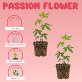 2 Red Passion Flower Plants, Passiflora Flower Plant, 4-6 Inch Tall