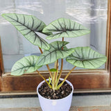 Silver Alocasia Live Plant, Rare Tropical Plant, 2-4 Inch Tall