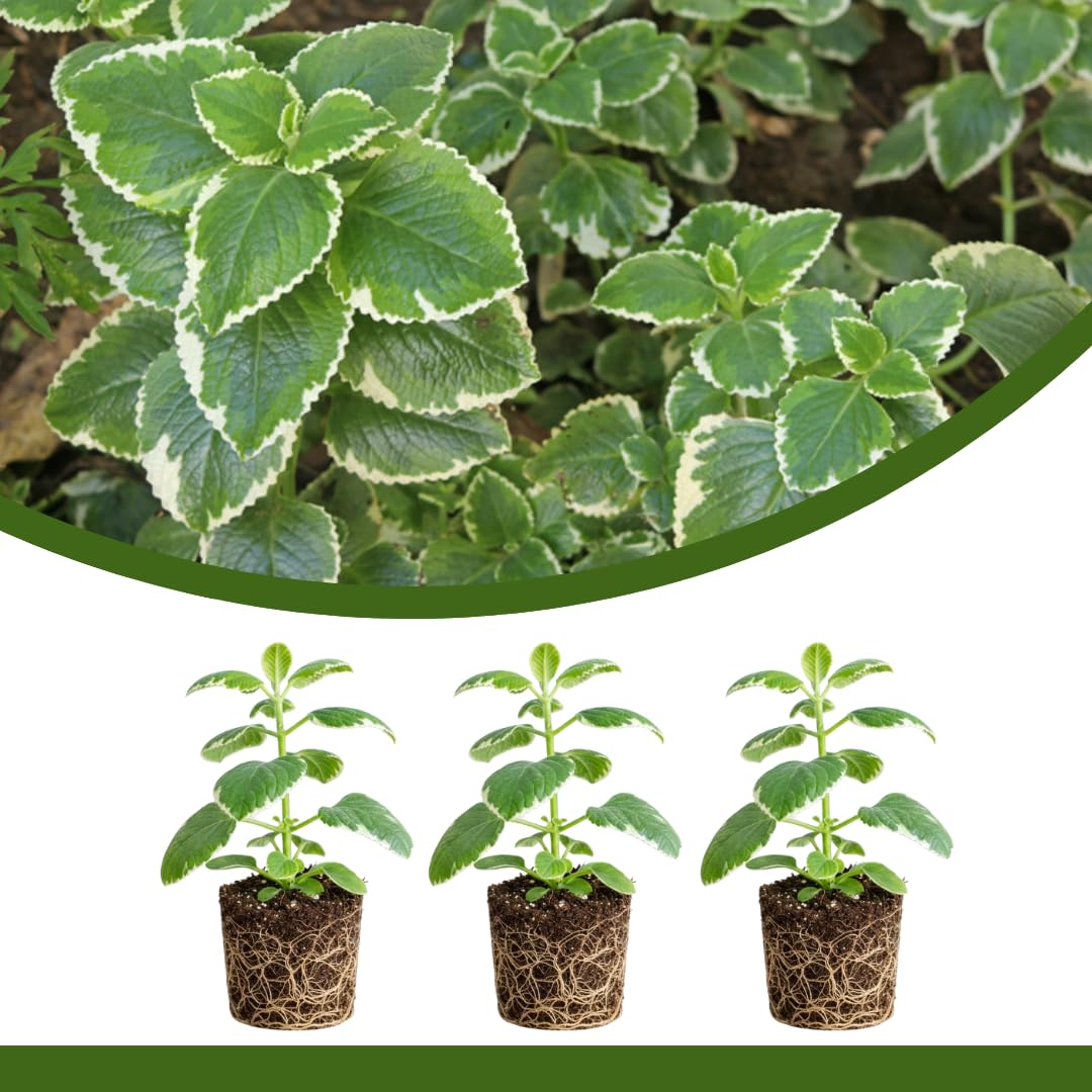 3 Variegated Cuban Plants Live, Indoor Outdoor Plant, 4-5 Inch Tall