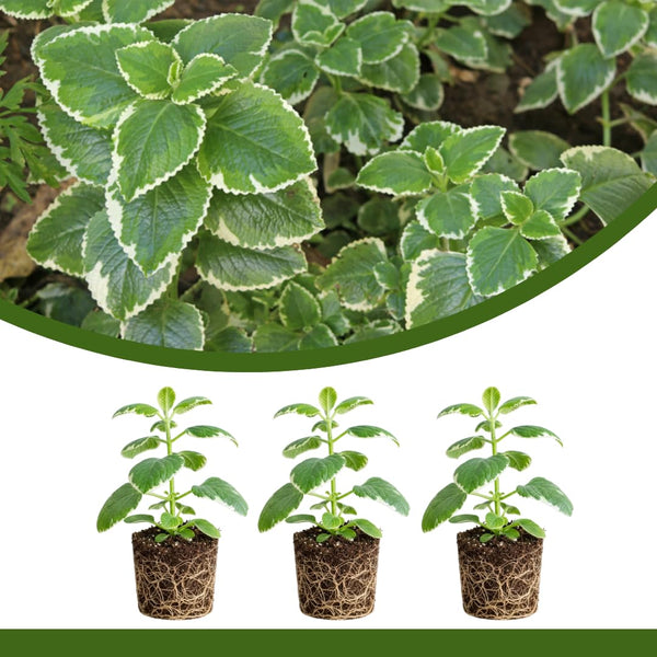 3 Variegated Cuban Plants Live, Indoor Outdoor Plant, 4-5 Inch Tall