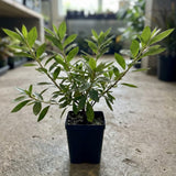 Purple Azalea Plant Live in Pot - 6-10 Inch Tall Azalea Shrub