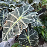 Green Alocasia Live Plant, Outdoor Garden Plant, 2-4 Inch Tall