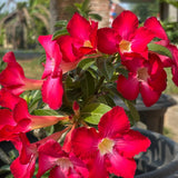 Red Live Desert Rose Plant, Garden Plant, 4-6 Inch Tall