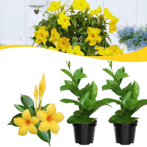 2 Yellow Live Mandevilla Plants, Live Starter Plant, 4-8 Inch Tall