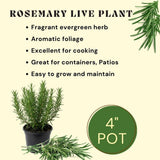 Live Rosemary Plant, Kitchen Herb Garden Plant, 4 Inch Pot
