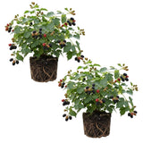2 Triple Crown Thornless Blackberries Plant Live, Sweet Fruit 4-7 Inch Tall