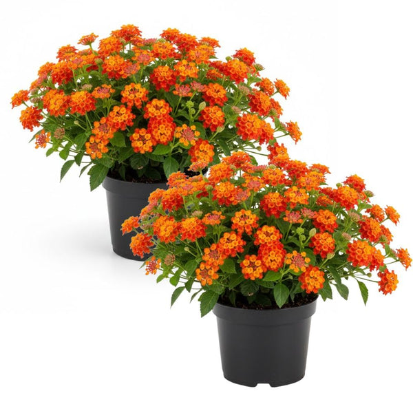 Set 2 Bright Orange Lantana Live Plant 4-6 Inches Tall