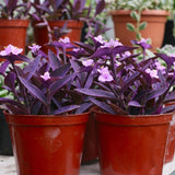 3 Purple Tradescantia Wandering Jew Live Plants, Houseplant, 4-6 Inch Tall