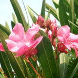 2 Pink Oleander Live Plants, Landscape Flower Bush, 4-6 Inch Tall
