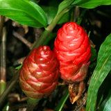 2 Ginger Plants Live, Fragrant Culinary Herb Plant, 3-5 Inch Tall