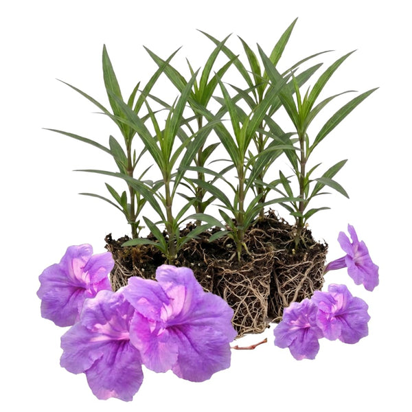6 Dwarf Purple Mexican Blue Petunia Live Plants, Live Starter Plant, 4-6 Inch Tall