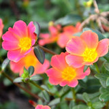 4 Hot Pink Portulaca Plants Live, Moss Rose Flower, Live Starter Plant, 4-7 Inch Tall