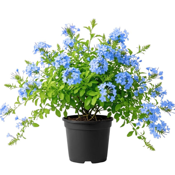 2 Blue Plumbago Live Plants, Flower Plant, 4-6 Inch Tall