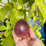 Set 2 High-yielding Passion Fruit Plants Live, Fast-Growing Passionfruit Vine Live Plants Tree for Full Sun Growing, Summer Planting, 4-7 Inches, No Pot, Hardy Tropical Trellis Planting