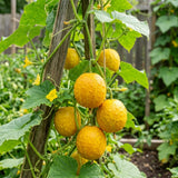 2 Lemon Cucumber Live Plants, High Yield Vegetable Plant, 6-8 Inch Tall