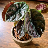 2 Red Purple Live Alocasia Plants, Indoor Outdoor Plant, 4-6 Inch Tall