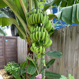 Kokopo Banana Plant Live, Sweet Fruit Banana Tree 4-7 Inch Tall