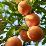 Red Navel Orange Tree, Hardy Garden Plant, 1-2 Ft Tall, 1 Gallon Pot