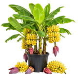 Dwarf Cavendish Banana Tree, Sweet Fruit Tree, 4-8 Inch Tall, 4 Inch Pot