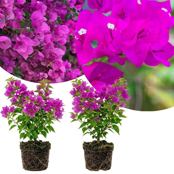 2 Purple Bougainvillea Live Plants, Fence Trellis Vine, 4-7 Inch Tall