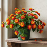 2 Salsa Lantana Live Plants, Lantana Flower Plant, 4-7 Inch Tall