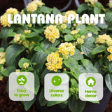 Set 2 Bright Yellow Lantana Live Plant 4-6 Inches Tall