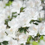 White Azalea Plant Live in Pot - 6-10 Inch Tall Azalea Shrub