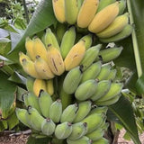 Sweet Banana Plant Live, Sweet Fruit Banana Tree 4-7 Inch Tall