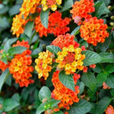 2 Salsa Lantana Live Plants, Lantana Flower Plant, 4-7 Inch Tall
