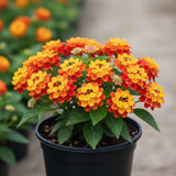 2 Salsa Lantana Live Plants, Lantana Flower Plant, 4-7 Inch Tall