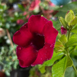 2 Red Live Allamanda Plants, 4-7 Inch Tall, Fragrant Fowers for Growing