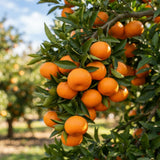 Grafted Tangerine Fruit Tree, Sweet Fruit Tree, 2-3 Ft Tall, 1 Gallon Pot
