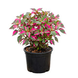 2 Pink Green Alternanthera Live Plants, Garden Border Foliage, 4-6 Inch Tall