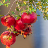 Red Pomegranate Tree Plant Live, Backyard Orchard Tree, 4-6 Inch Tall