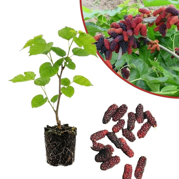 Illinois Everbearing Mulberry Fruit Plant Live 6-8 Inches Tall
