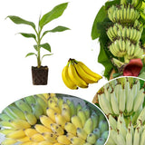 Kokopo Live Banana Plant, Hardy Garden Plant, 4-6 Inch Tall