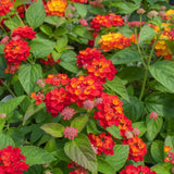 2 Dallas Red Lantana Live Plants, Lantana Flower Plant, 4-7 Inch Tall