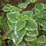3 Variegated Cuban Plants Live, Indoor Outdoor Plant, 4-5 Inch Tall