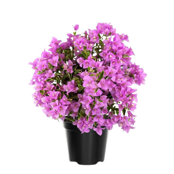 2 Blueberry Live Bougainvillea Plants, Starter Plant, 4-6 Inch Tall