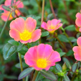 4 Hot Pink Portulaca Plants Live, Moss Rose Flower, Live Starter Plant, 4-7 Inch Tall