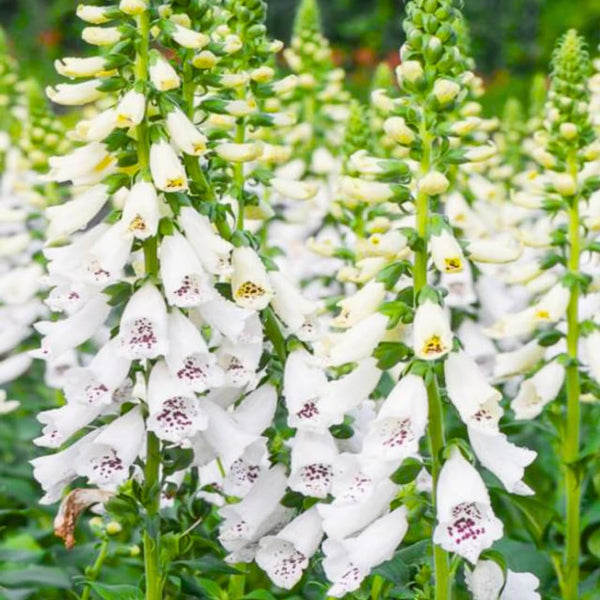 2 White Foxglove Plants Live, 2-6 Inch Tall, 3 Inch Pot
