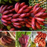 Red Banana Tree Live Plant, Home Garden Plant, 4-6 Inch Tall