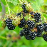 2 Triple Crown BlackBerry Live Plants, Berry Fruit Bush, 4-7 Inch Tall