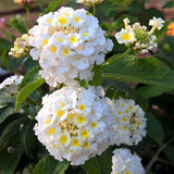 Set 2 White to Yellow Lantana Live Plant 4-6 Inches Tall