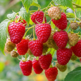 3 Red Caroline Raspberry Plants Live, Ready to Grow Plant, 4-6 Inch Tall