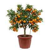 Satsuma Mandarin Live Tree, Hardy Fruit Tree, 2-3 Ft Tall